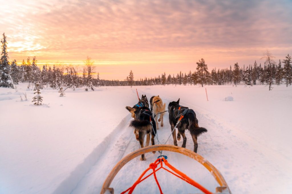 Sleehonden Lapland